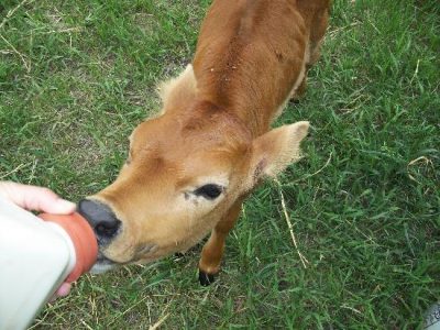 Trial and Tribulation of Bottle Calves Image
